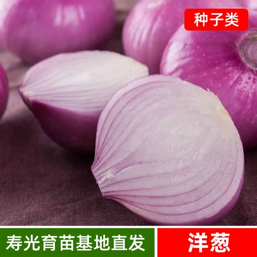 Семя семян лука, красная кожа с рапсом зеленого лука, желтая кожа, высокий балконный горшечный фермерский дом Бесплатная доставка.