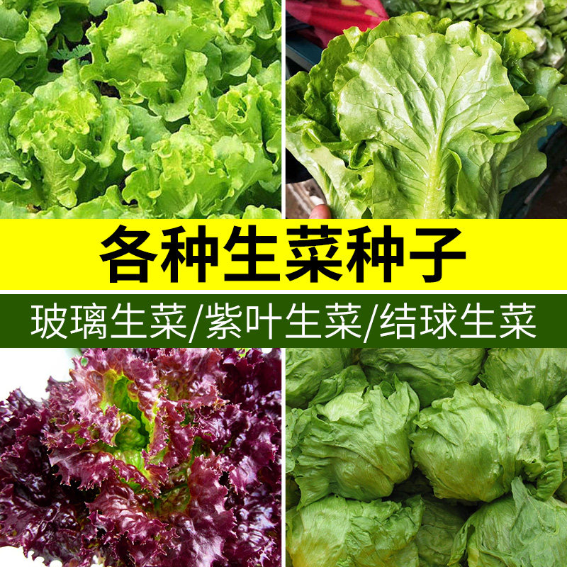 生菜种子奶油紫叶结球生菜速生红枫种籽家庭阳台四季青菜蔬菜套装