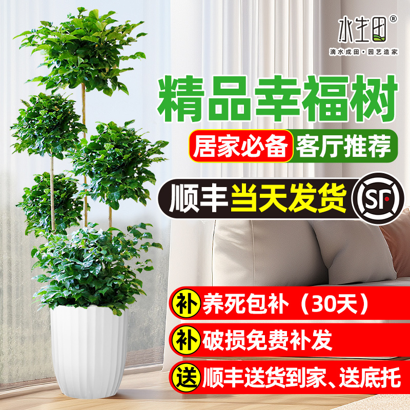 水生田幸福树三层绿植盆栽