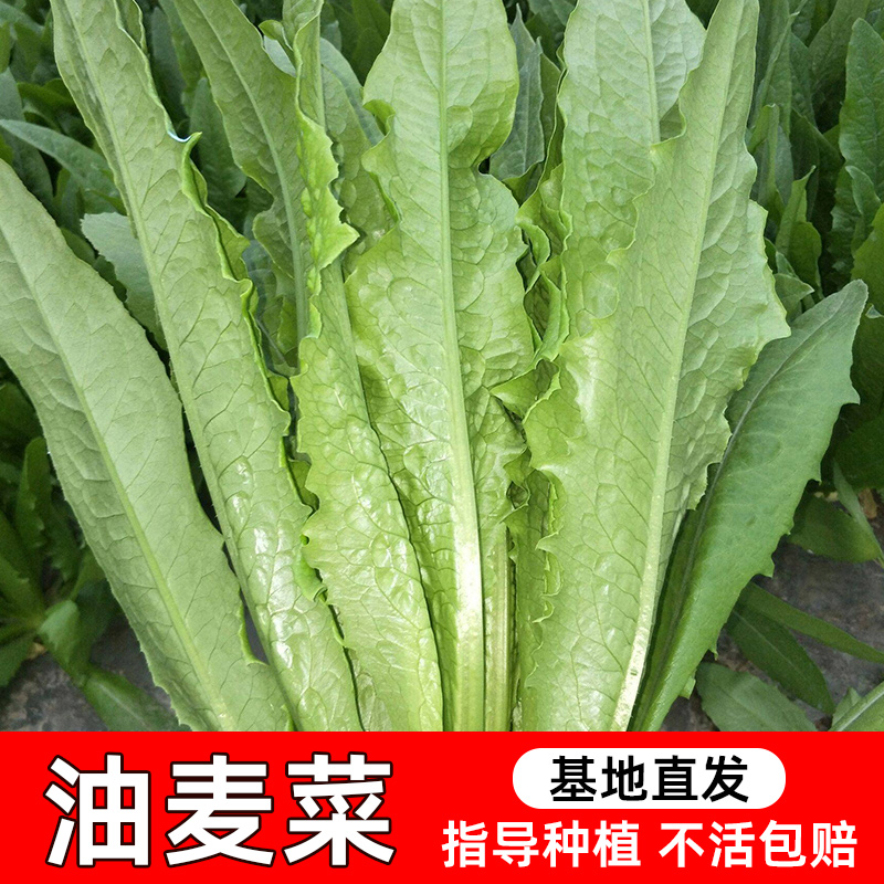 水生田当季新种油麦菜