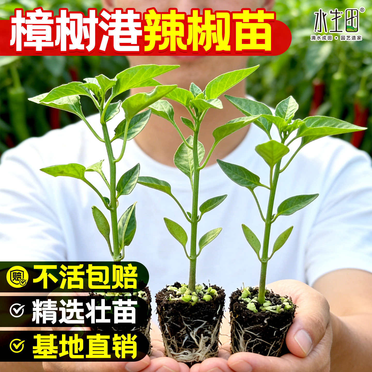 湖南正宗樟树港辣椒苗原种小米椒朝天椒辣椒秧苗四季种子批发大全