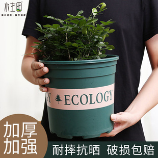 兰花大网红 加仑盆加厚塑料花盆阳台家用绿萝种植小号种花二代月季