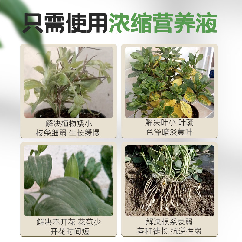 极速营养液植物通用型绿萝富贵竹发财树巴西木多肉水培养花卉绿植