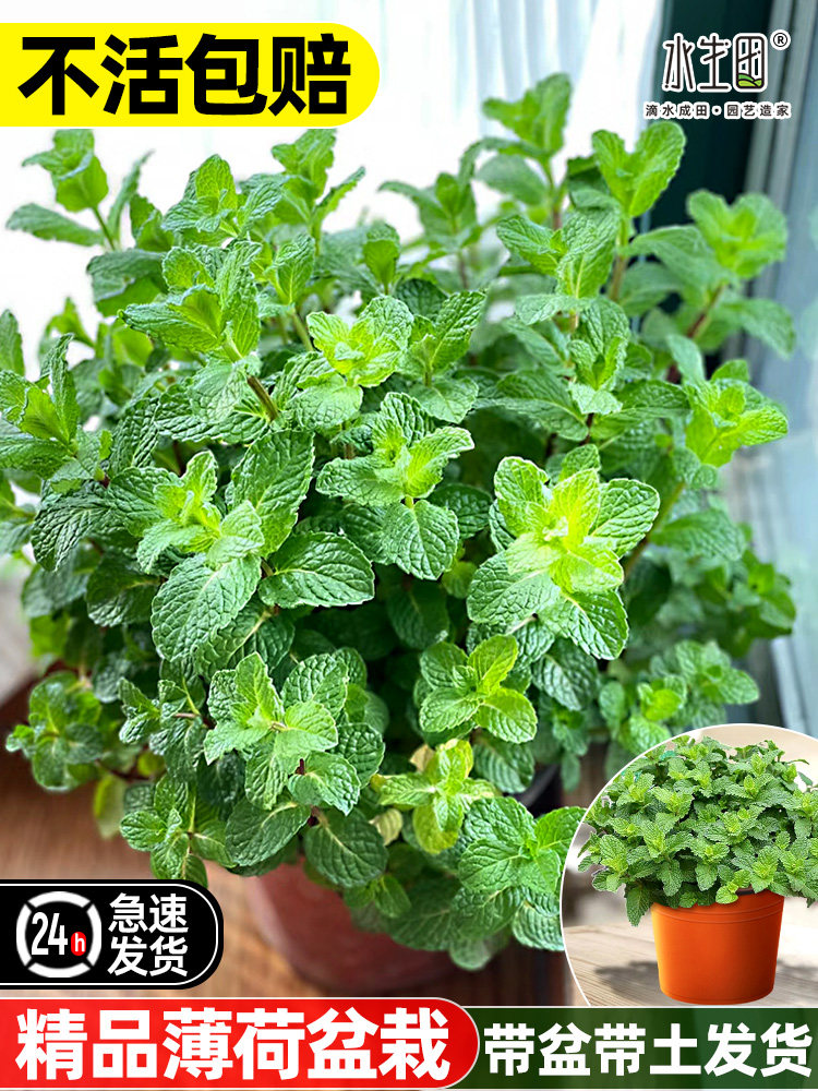 薄荷盆栽可食用柠檬留兰香薄荷猫薄荷种籽子新鲜绿植土培桌面植物