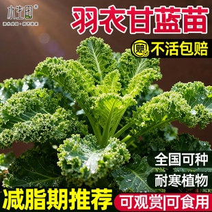 羽衣甘蓝苗大苗食用苗新鲜蔬菜幼苗观赏花卉种子四季冬季好养盆栽