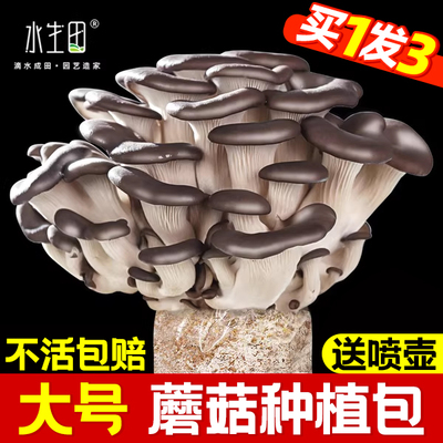 蘑菇种植包菌种菌菇蘑菇菌包