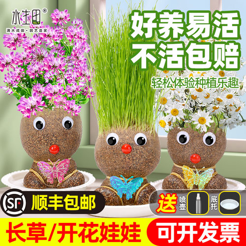 水生田草头娃娃开花娃娃