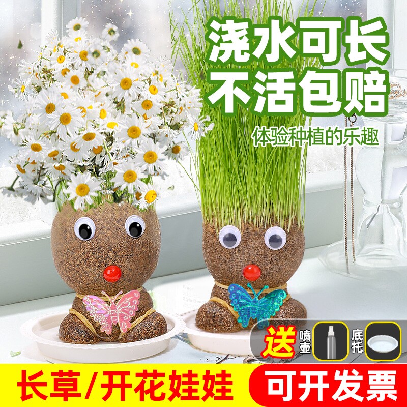头上长草娃娃草头开花儿童种植小盆栽种草绿植观察植物生长幼儿园