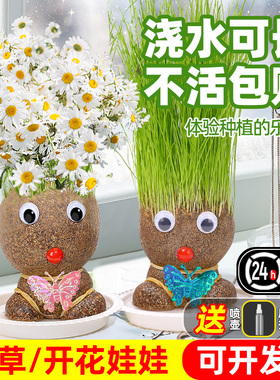 头上长草娃娃草头开花儿童种植小盆栽种草绿植观察植物生长幼儿园