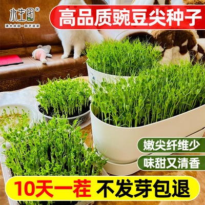豌豆种子甜豌豆苗水生田
