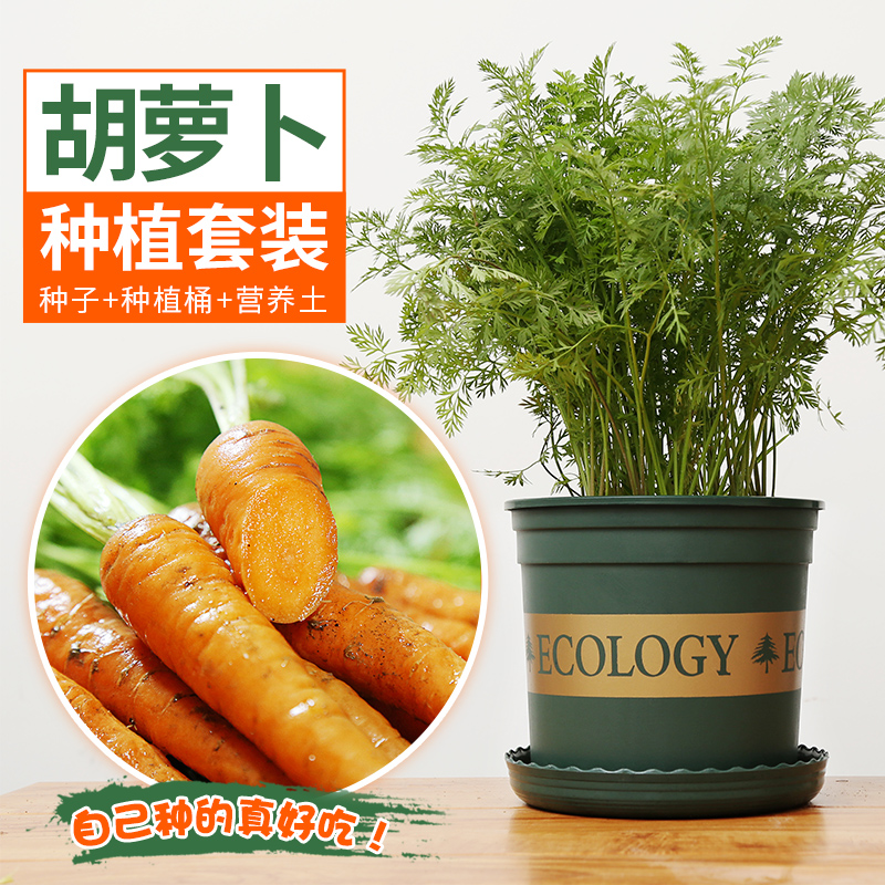 水果胡萝卜种孑红水萝卜种籽樱桃萝卜种子蔬菜菜盆四季阳台盆栽