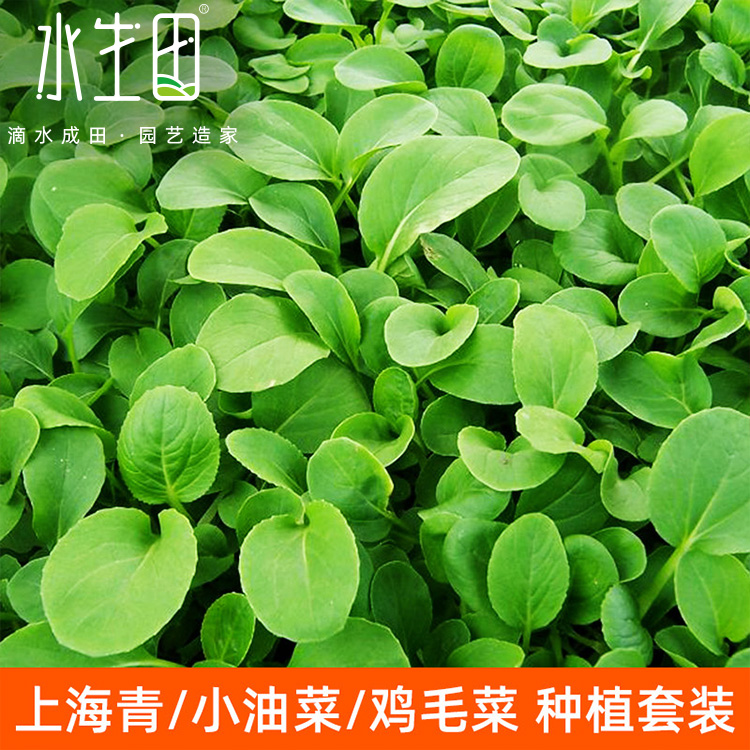鸡毛菜种子籽孑小白菜菠菜家用