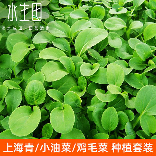 鸡毛菜种子籽孑小白菜菠菜家用