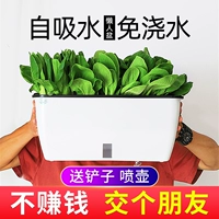 Посадка овощного артефактного балкона в горшках