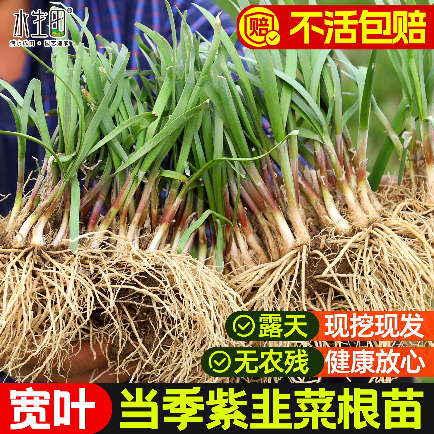 韭菜根苗现挖四季紫根宽叶带土批发红根老品种阳台盆栽韭菜种子籽,鲜花速递/花卉仿真/绿植园艺,种苗/半成品盆栽,淘宝优惠券,粉丝福利购,淘宝优惠卷