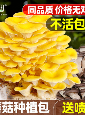 蘑菇种植包菌种家种儿童可食用香菇平菇冬种植季批发家庭自种懒人