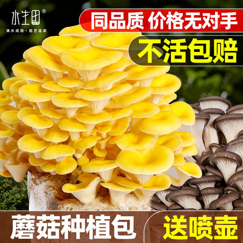 水生田室内简单易种蘑菇种植包
