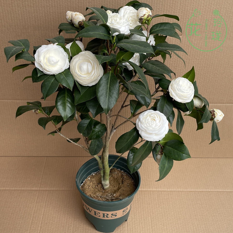 白色山茶花盆栽花卉绿植室内庭院东方亮白雪塔白玉丹大型花朵名贵