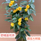 防城金花茶树苗金茶花四季 盆栽花卉凹脉黄樽带花苞名贵好养山茶花