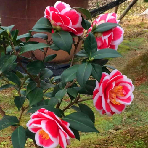 日本茶花素材模板 日本茶花图片下载 小麦优选