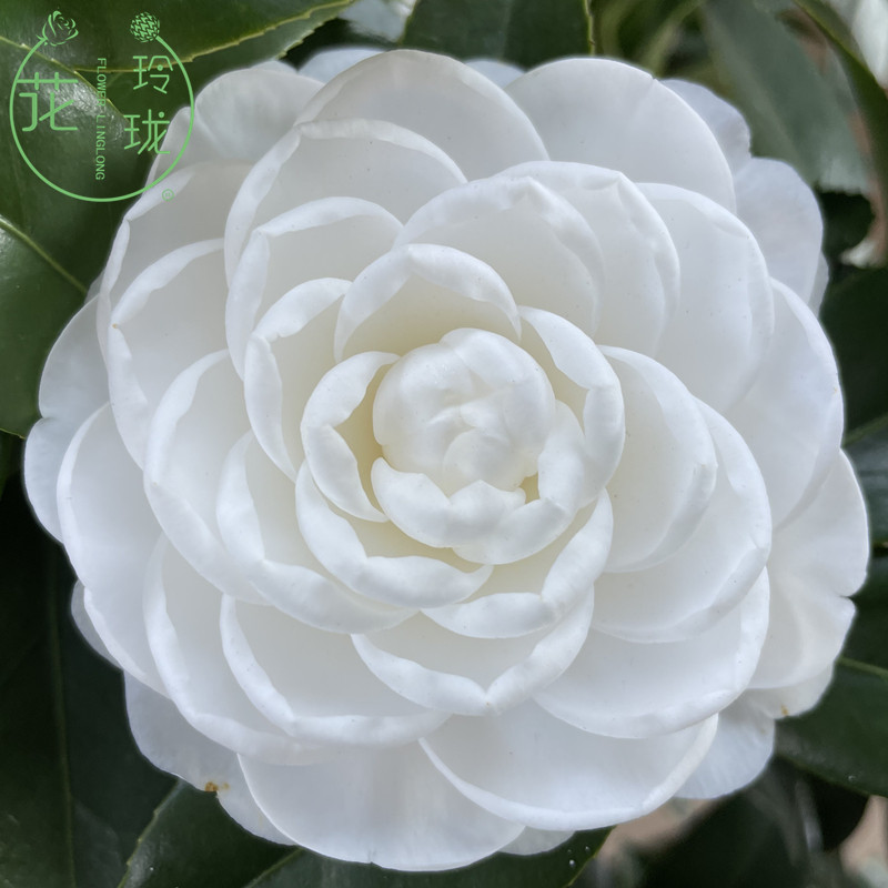 白玉丹茶花盆栽树苗花卉纯白色山茶带花苞年宵绿植名贵东方亮茶花