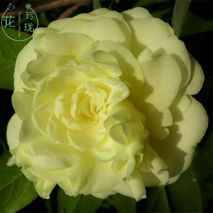 稀有茶花黄色大花型正黄旗带花苞树形优美龙岩茶花品种花卉绿植