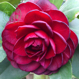 茶花盆栽金碧辉煌-黑赤丹带花苞室内好养花卉绿植珍贵品种黑色系