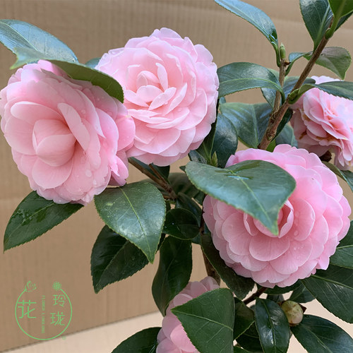 桃红名贵宫粉茶花又名