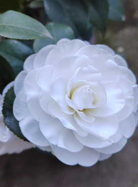 白雪塔白色山茶花盆栽名贵传统老品种带花苞纯白无暇好养植物庭院