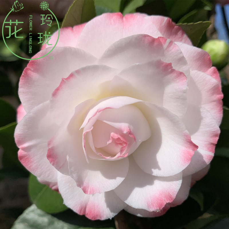 葛蕾丝茶花又名六角奥伯顿粉白系非常漂亮珍贵品种山茶苗庭院绿植
