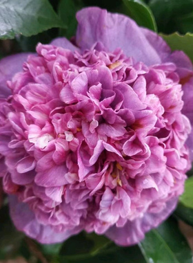 紫色山茶花盆栽苗-埃及艳后-大花型拖桂牡丹型名贵庭院四季阳台