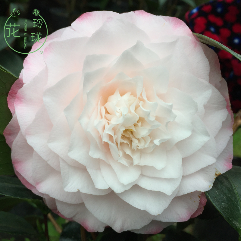 茶花室内阳台春冬开花