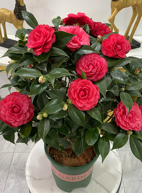 大红色茶花赤丹盆栽又名六角大红带花苞中国红喜庆红年宵茶花