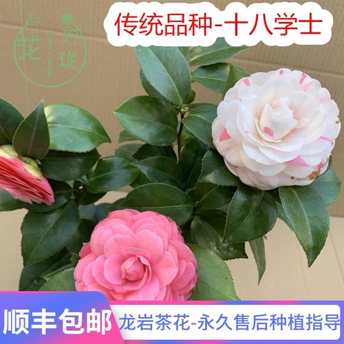 茶花十八学士价格 茶花十八学士图片 星期三