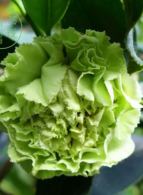 巨型茶花庭院花卉植物珍贵山茶苗可娜花开绿色绿云带花苞名贵品种
