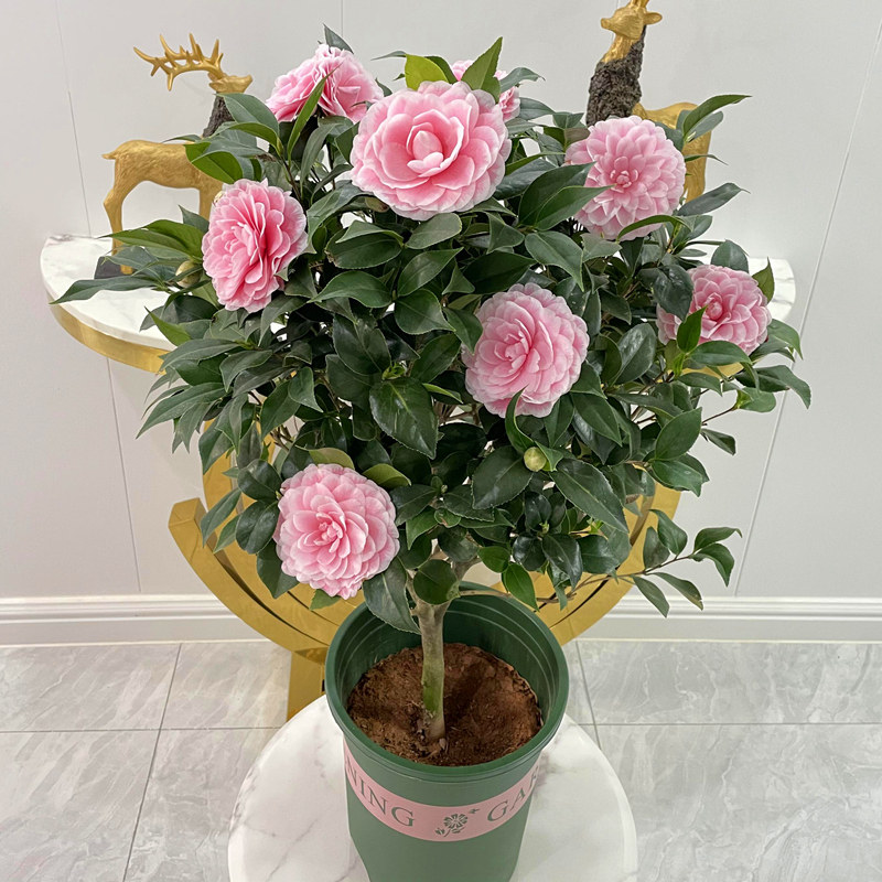 粉色系大型茶花品种粉丹又名品种苗 粉丹带花苞发货 花玲珑旗舰店 淘优券