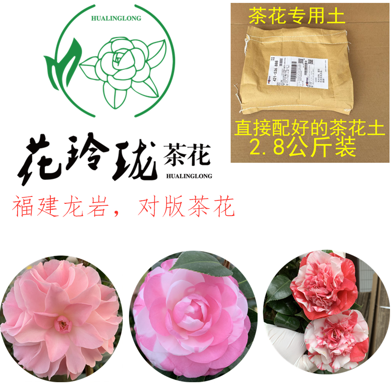 绿植进口名贵品种专用土茶花苗