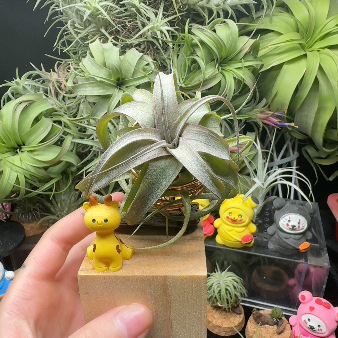 香槟柔婷X伯利兹卷,鲜花速递/花卉仿真/绿植园艺,红掌/凤梨/温室花卉,淘宝优惠券,粉丝福利购,淘宝优惠卷