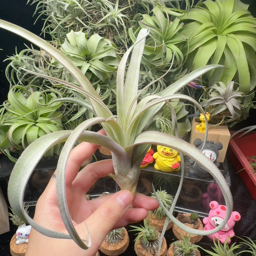 卡橙卷,鲜花速递/花卉仿真/绿植园艺,红掌/凤梨/温室花卉,淘宝优惠券,粉丝福利购,淘宝优惠卷