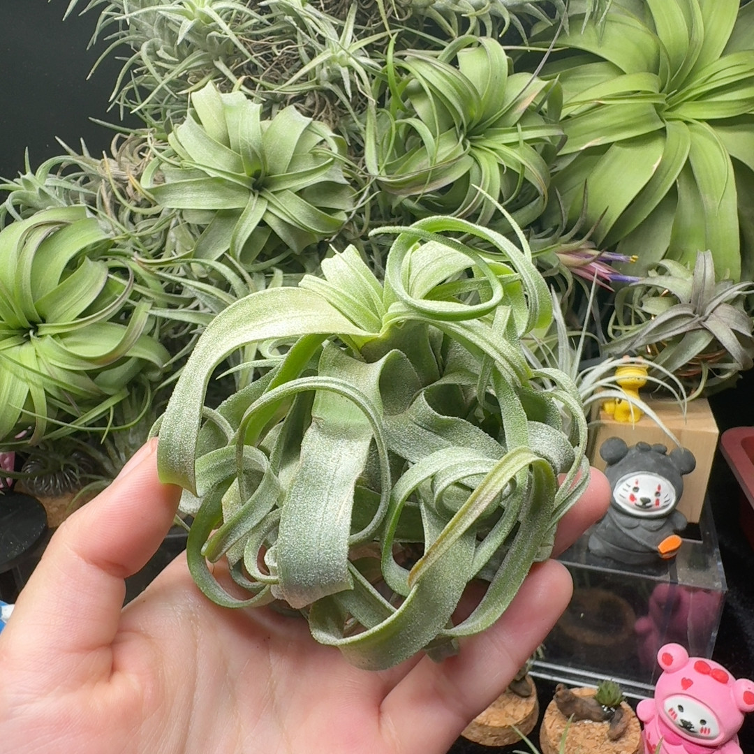 电卷,鲜花速递/花卉仿真/绿植园艺,红掌/凤梨/温室花卉,淘宝优惠券,粉丝福利购,淘宝优惠卷