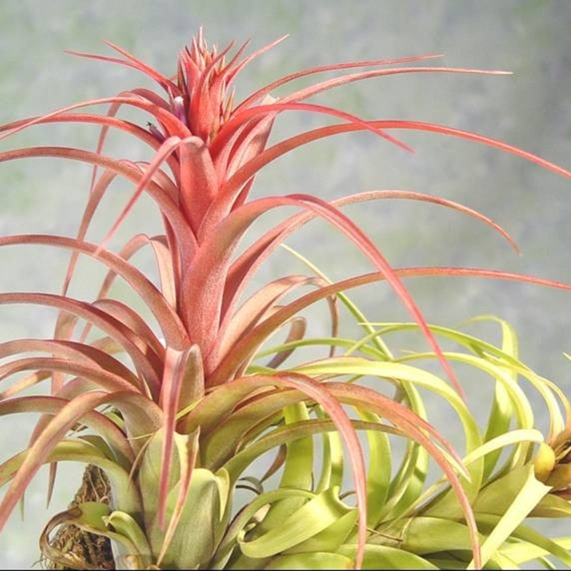 空气凤梨热带香槟胖万汉甜心红颜修女多福白星斑马全红手榴弹精灵