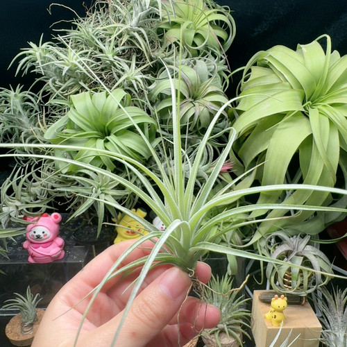 雷纳米娜X休斯顿