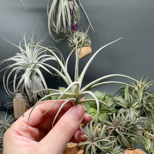 罗兰X鸡爪