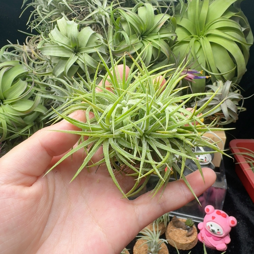 水蜜桃精灵群生,鲜花速递/花卉仿真/绿植园艺,红掌/凤梨/温室花卉,淘宝优惠券,粉丝福利购,淘宝优惠卷