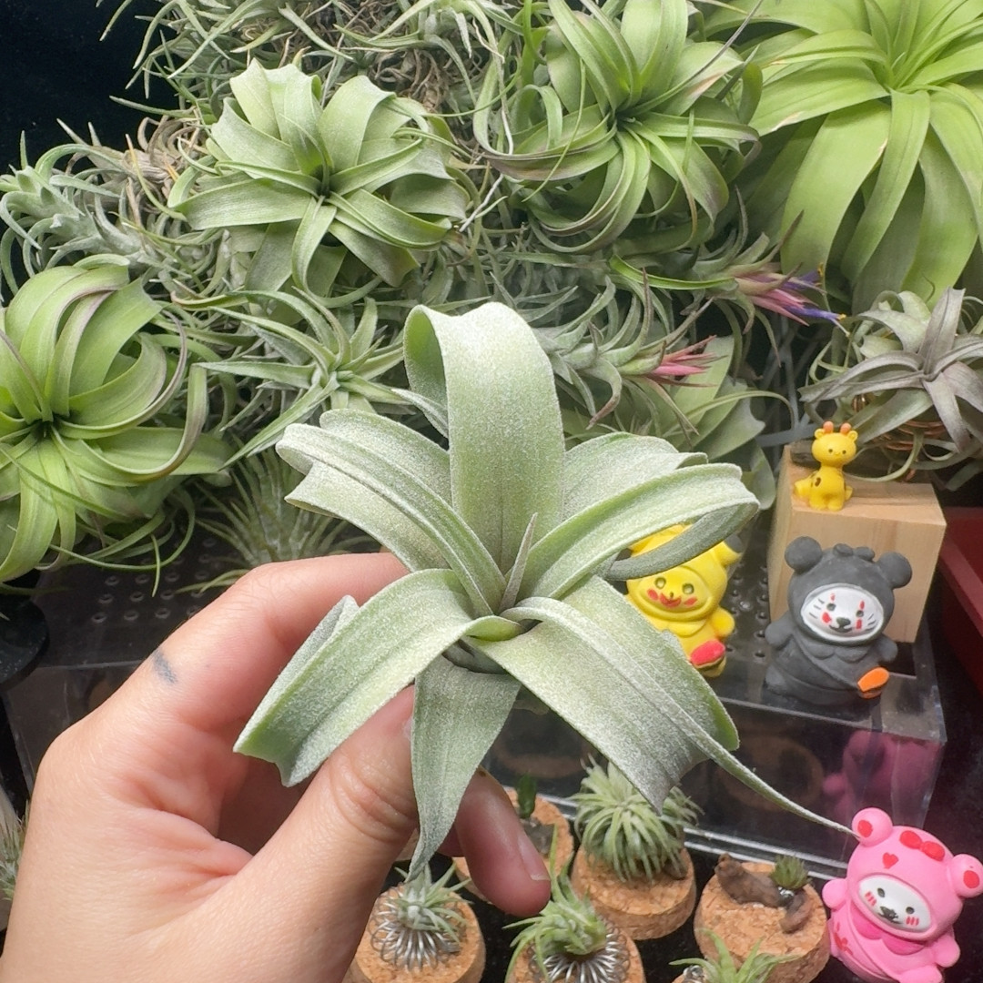 鸟岩花卷,鲜花速递/花卉仿真/绿植园艺,红掌/凤梨/温室花卉,淘宝优惠券,粉丝福利购,淘宝优惠卷