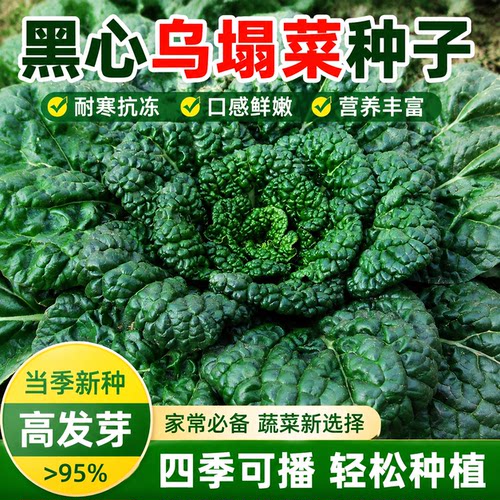 黑心乌菜种子四季耐寒青菜乌塌菜种子籽正品秋冬黑菜蔬菜种子籽孑