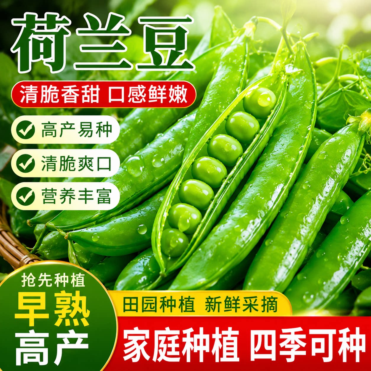 软荚荷兰豆种子青荚菜豆豌豆豆角种籽春夏秋四季播种农家蔬菜种籽
