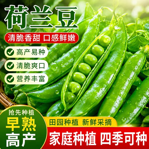 软荚荷兰豆种子青荚菜豆豌豆豆角种籽春夏秋四季播种农家蔬菜种籽