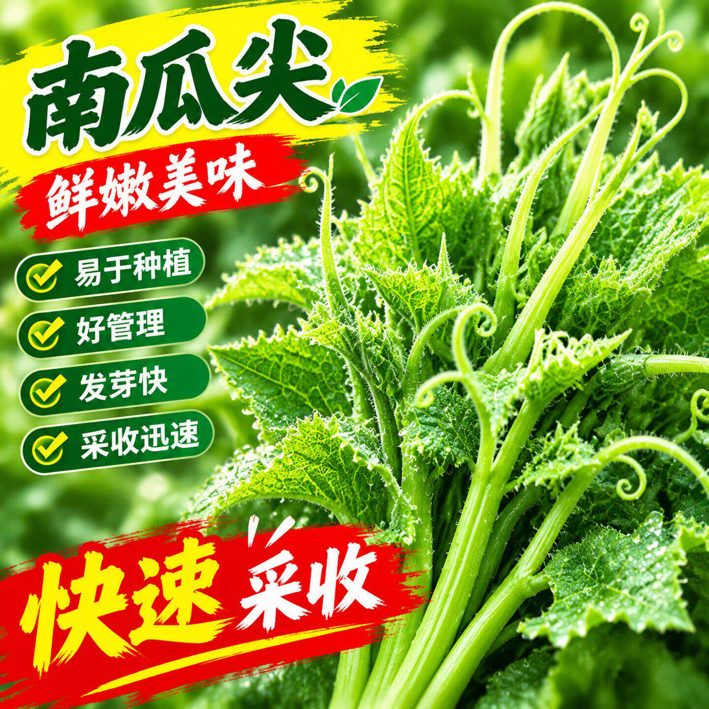 南瓜尖种子专吃茎嫩叶南瓜藤芽苗菜阳台盆栽田园四季特色蔬菜种籽