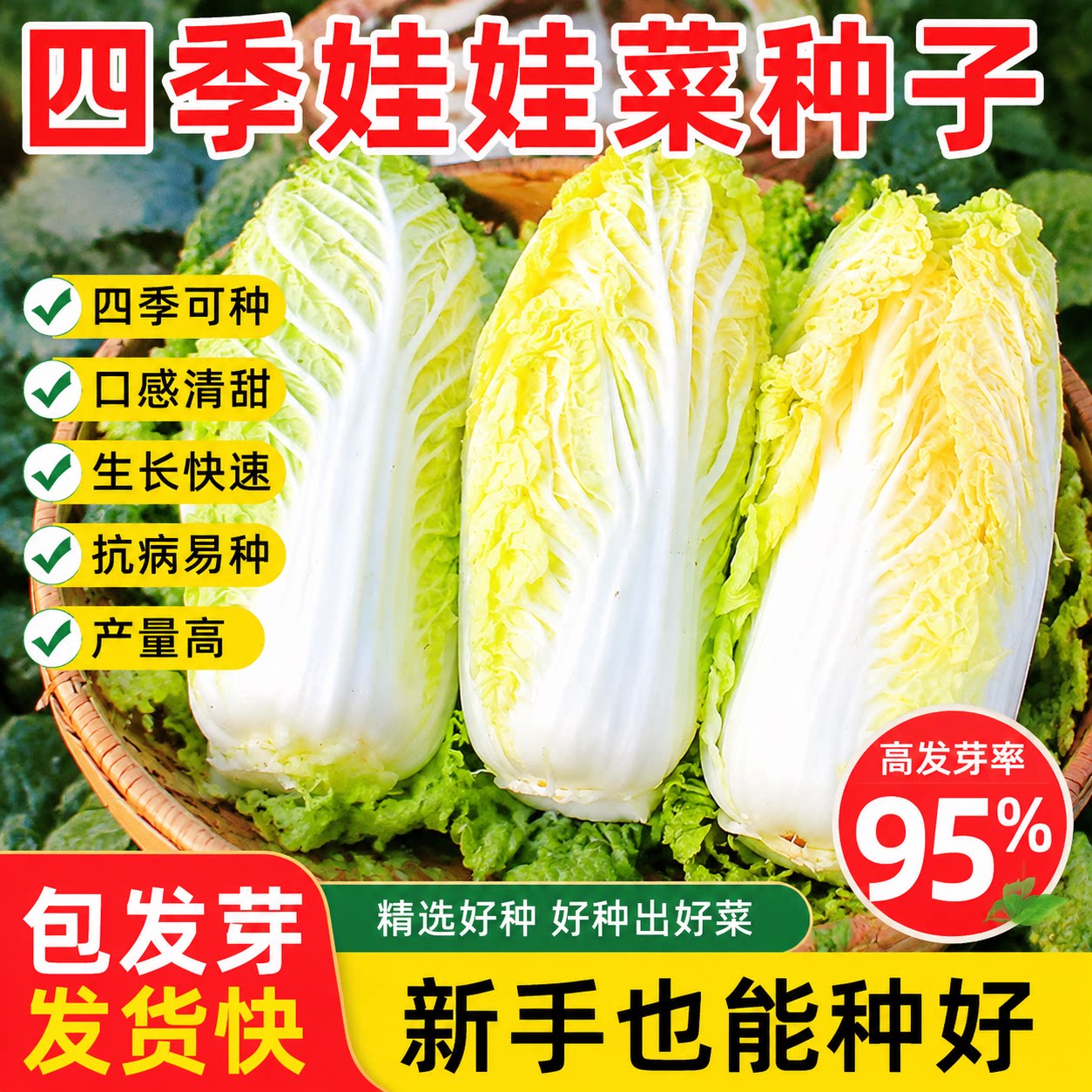 娃娃菜四季种子种籽黄心蔬菜种孑农家春季白菜冬季种的菜种正宗